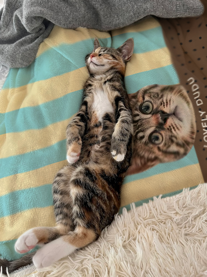 客製化訂製寵物圖案毛毯