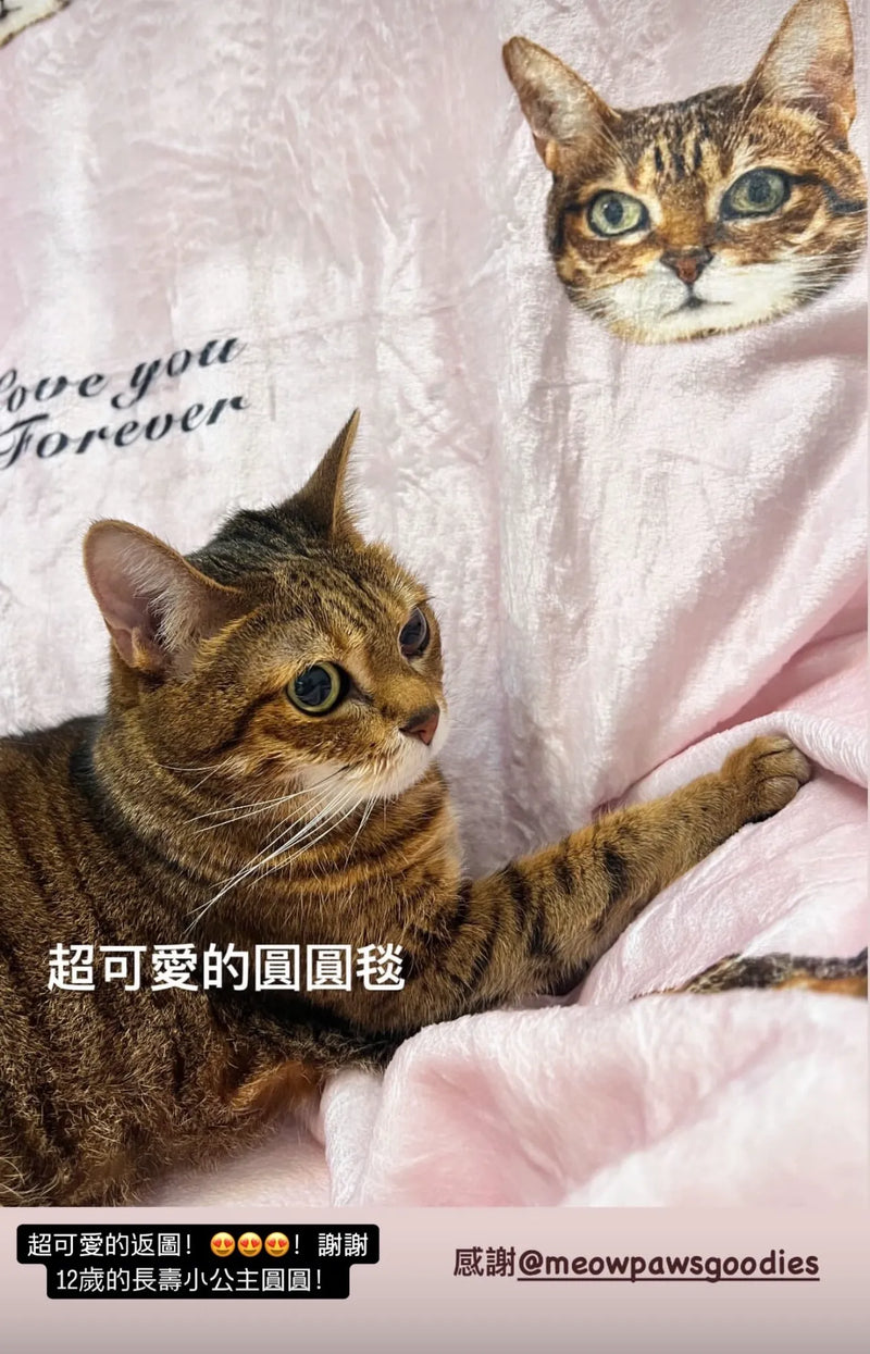 客製化訂製寵物圖案毛毯 情境圖